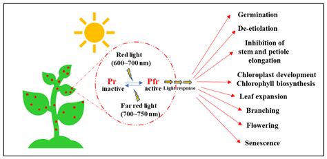 phytochrome|phytochrome is used for.